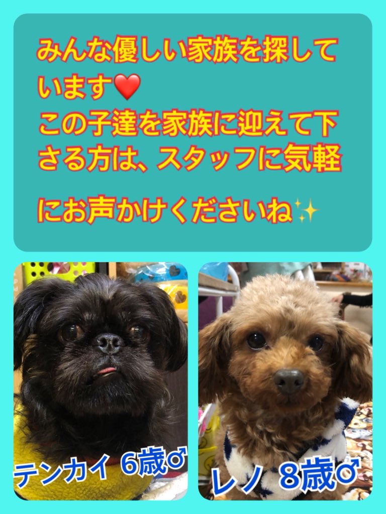 🐾今日の里親様募集中ワンコ🐶メンバーです🐾2020,1,17
